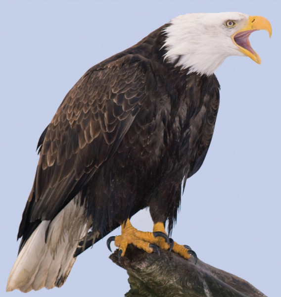 Image for event: Bald Eagles of New Jersey