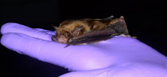 Image for event: Creatures of the Night: Bats of NJ