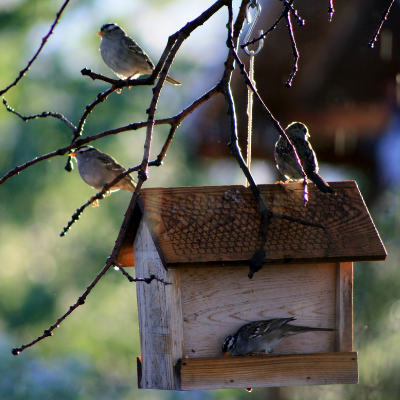 Image for event: Protect your Backyard Birds